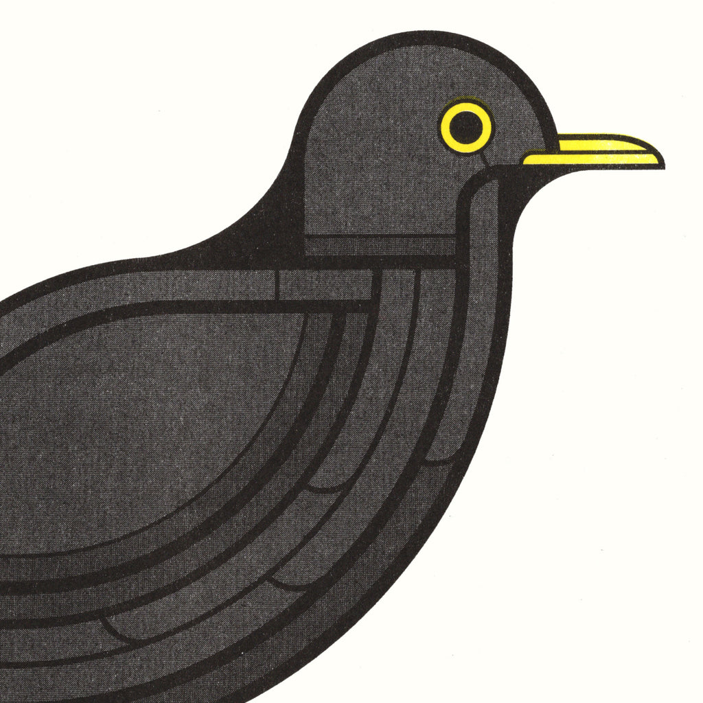 Svartþröstur - 30x30cm